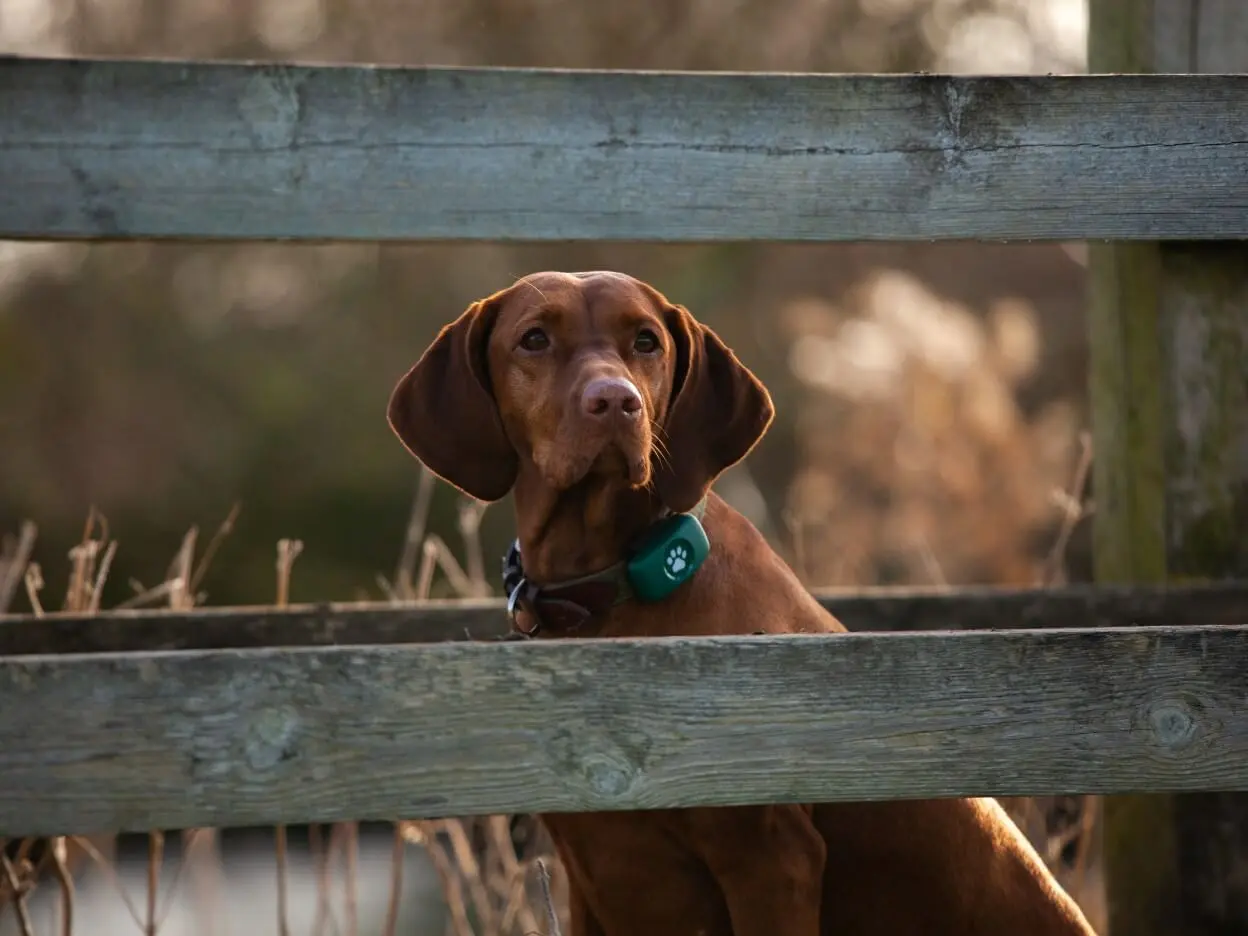 gps dog collar - Are dog tracking collars worth it