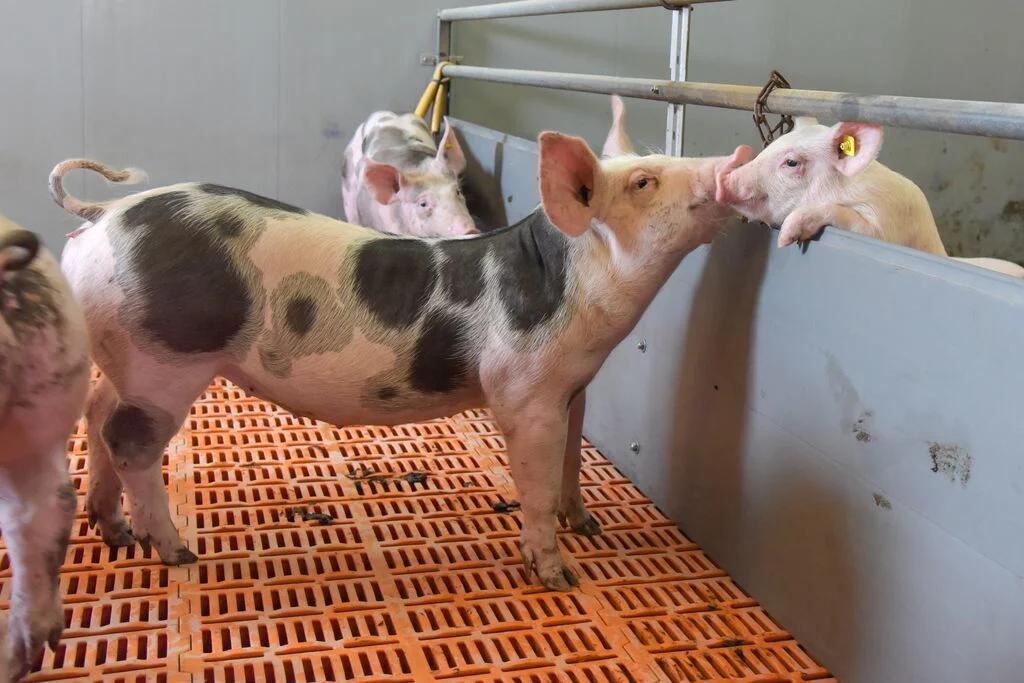 puerco rastreador - Cómo se llama el sonido que hace el puerco