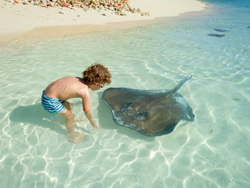 rastreador stingray - How poisonous is a stingray sting