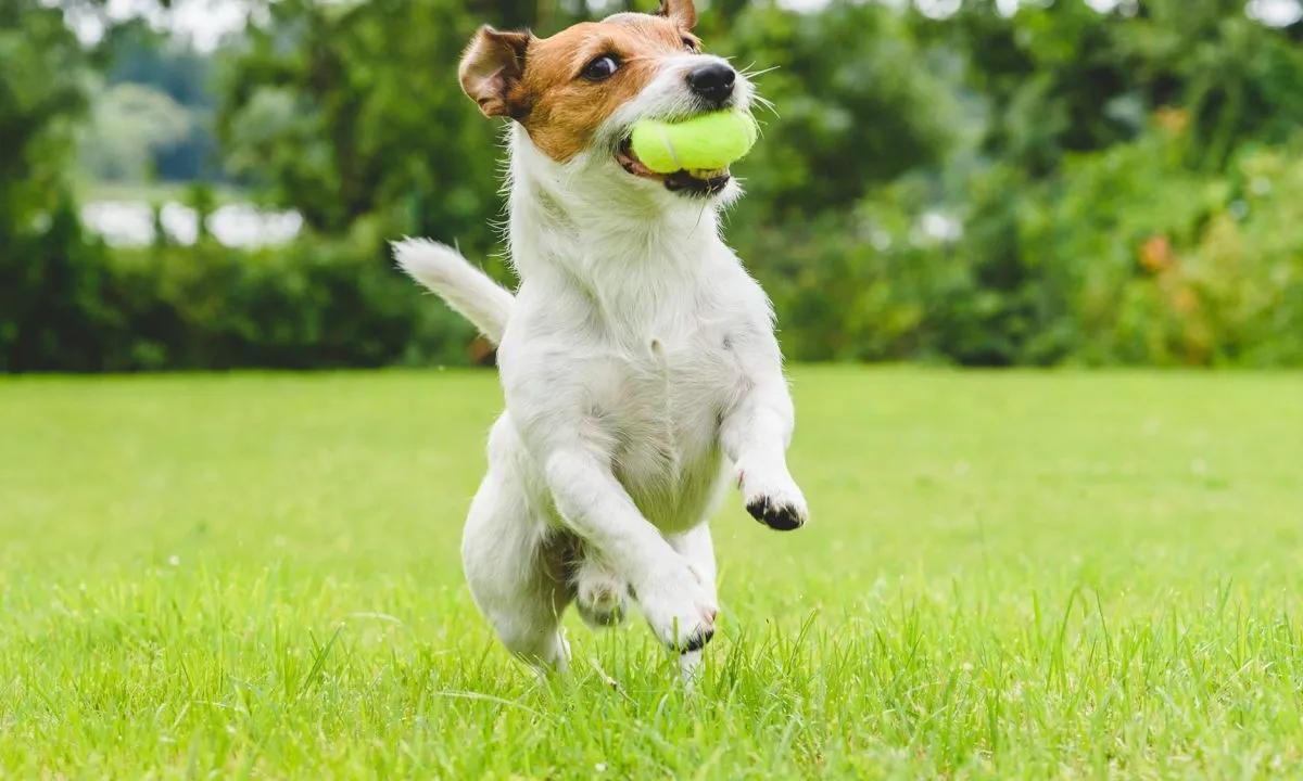 <b>¿Por qué muerde una pelota el perro rastreador Bruno? Comportamiento canino y obsesiones</b> - Por qué a los perros les gustan las pelotas porque muerde una pelota el perro rastreador bruno - Por qué a los perros les gustan las pelotas