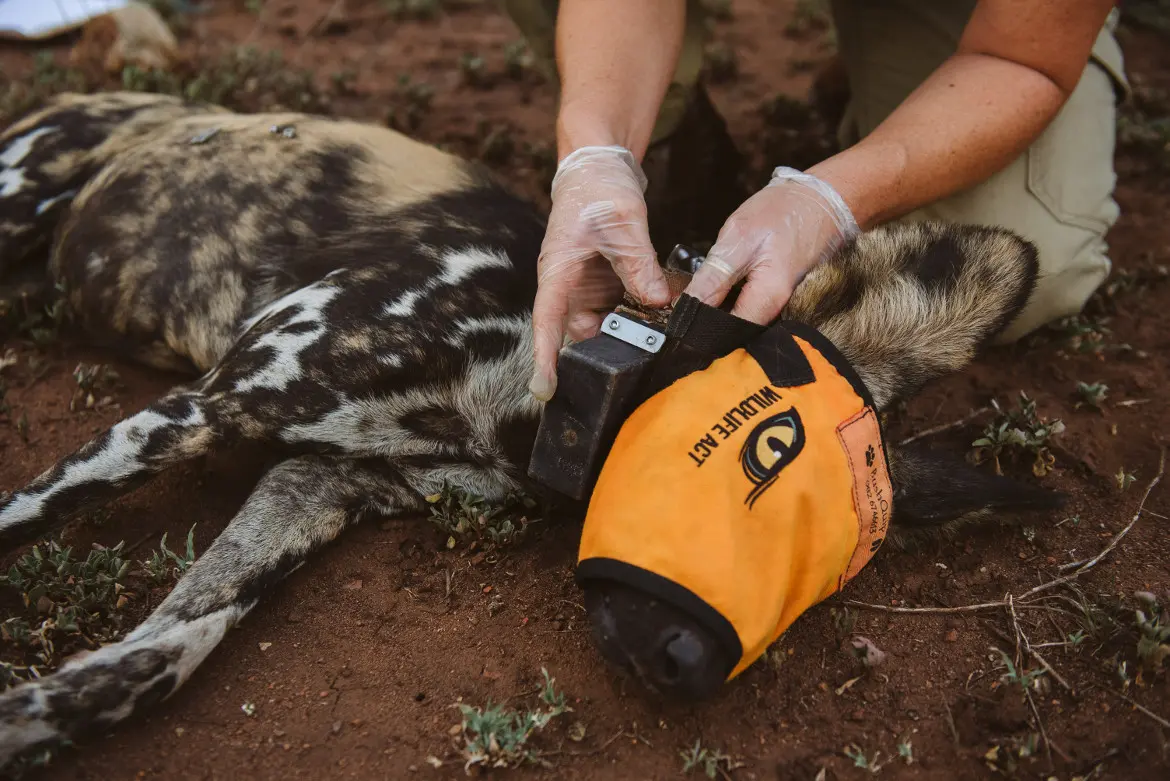 gps collars wildlife - What is a GPS tracking collar for wildlife
