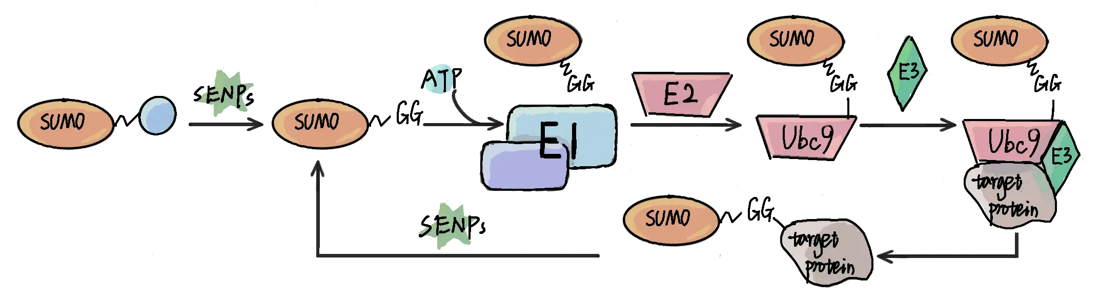 Sumo Logic API y Documentación GPS: Guía Completa - What is Sumo API api doc gps sumo - What is Sumo API