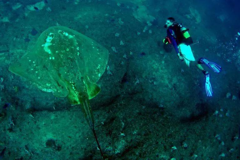 rastreador stingray - What is the rarest stingray in the world