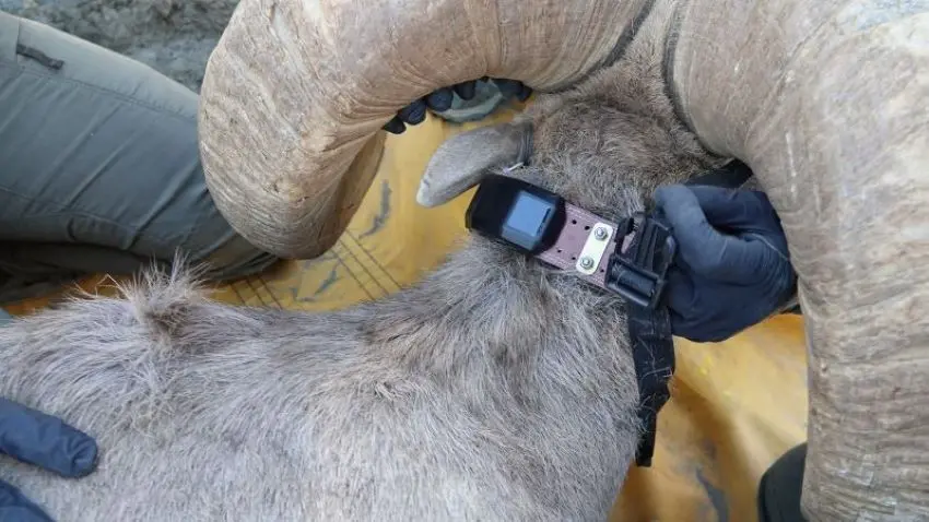 gps collars wildlife - What tracking devices are used to track wild animals
